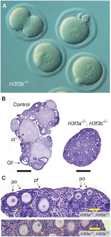 Developmental potential of <i>H3f3b</i> mutant zygotes, and <i>H3f3a</i>, <i>H3f3b</i> double-mutant follicles.