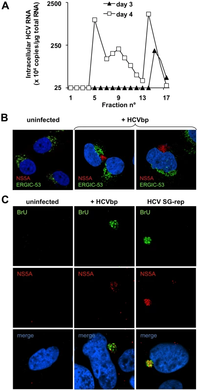 BHK-WNV cells produce HCV infectious in Huh-7.5 cells.