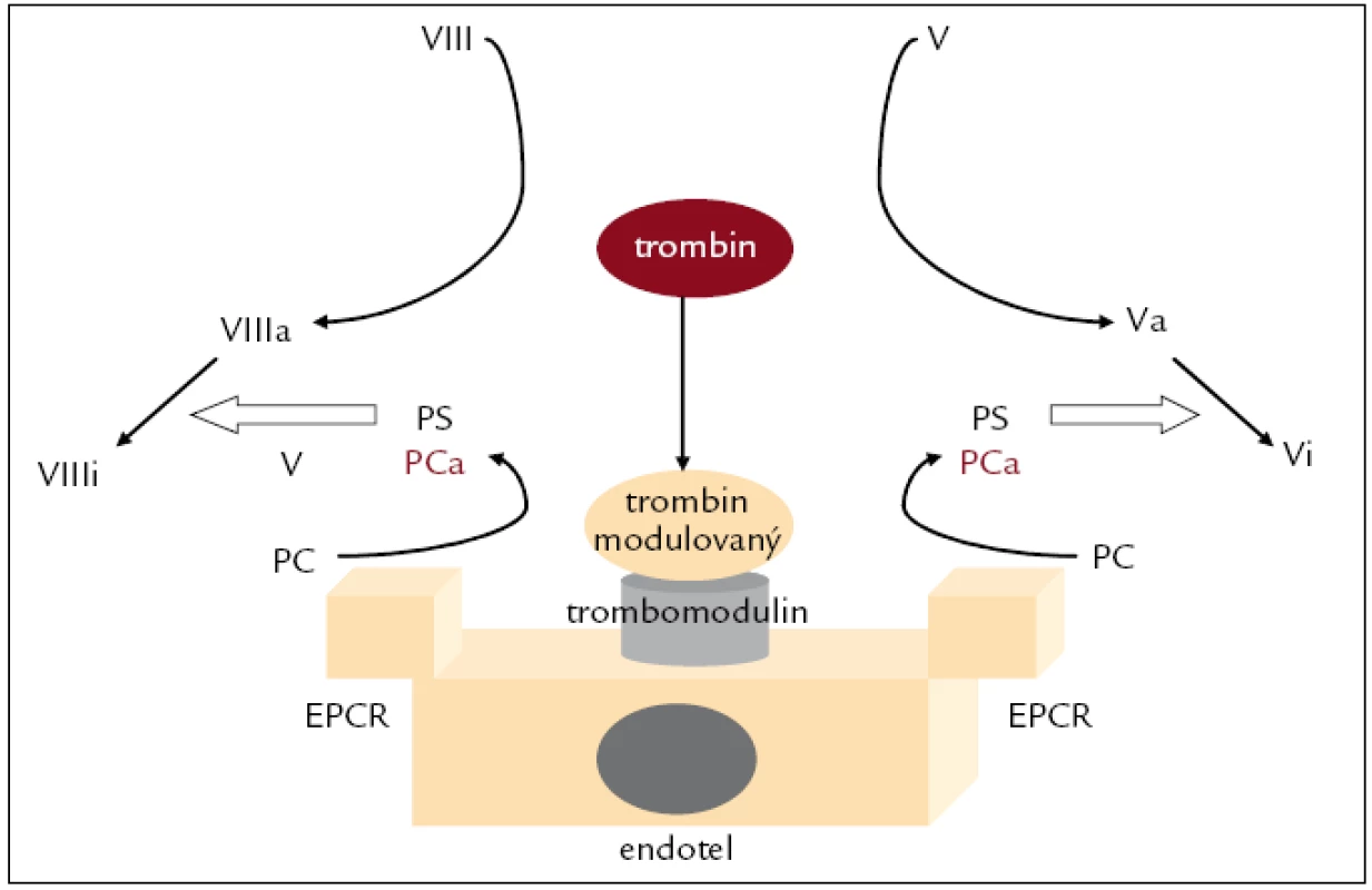 Systém proteinu C.
PCa – protein C aktivovaný, VIIIa, Va – aktivované faktory VIII, V, VIIIi, Vi – rozštěpené (inhibované) faktory VIII, V, EPCR – endotelial PC receptor, PS – protein S, V – neaktivovaný faktor V