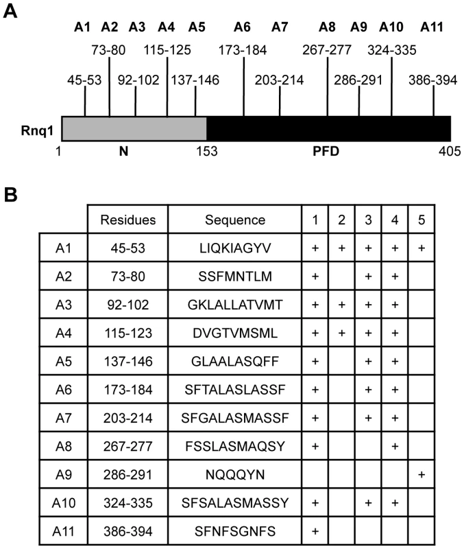 Consensus amyloidogenic regions of Rnq1 identified by prediction algorithms.