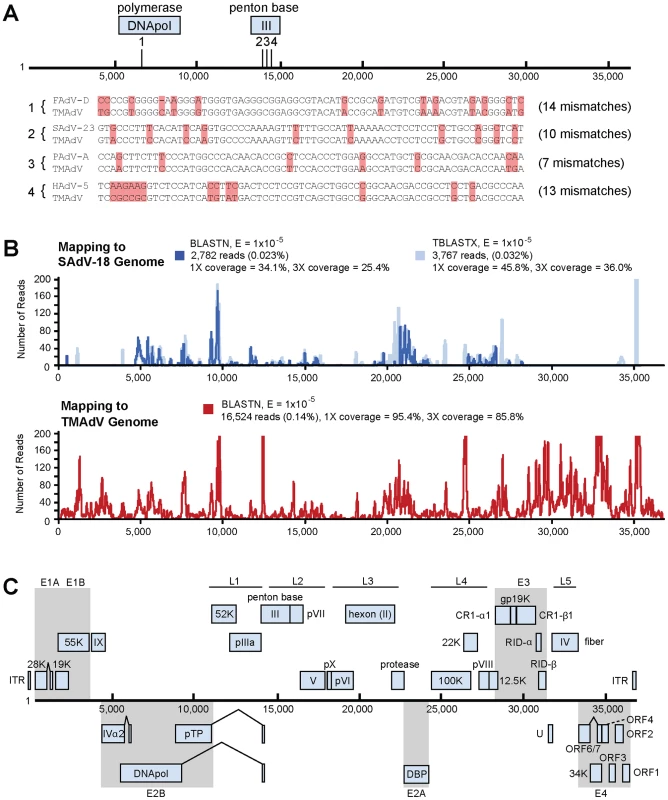 Discovery and whole-genome characterization of the novel adenovirus TMAdV.