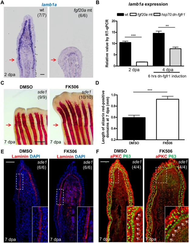 Association of <i>lamb1a</i> expression and function with key regeneration effector pathways.