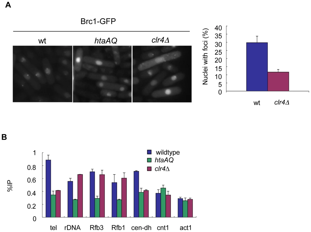 Brc1 recruitment to γH2A sites is partially dependent on Clr4.