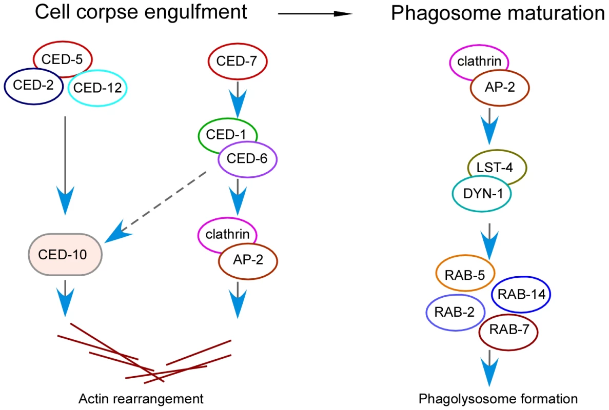 Schematic summary of the role of clathrin and the AP2 complex in both corpse engulfment and phagosome maturation during phagocytosis of apoptotic cells.