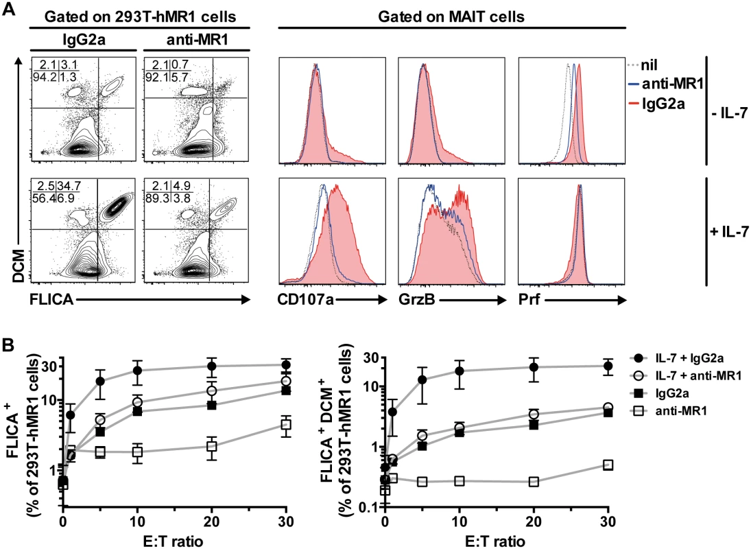 IL-7 potently enhances MAIT cell killing of bacteria-exposed cells.