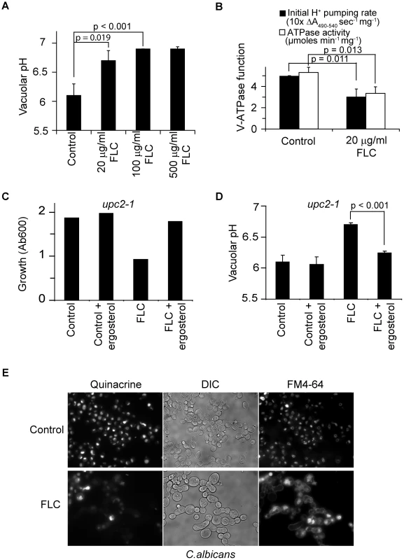Fluconazole treatment disrupts V-ATPase function.