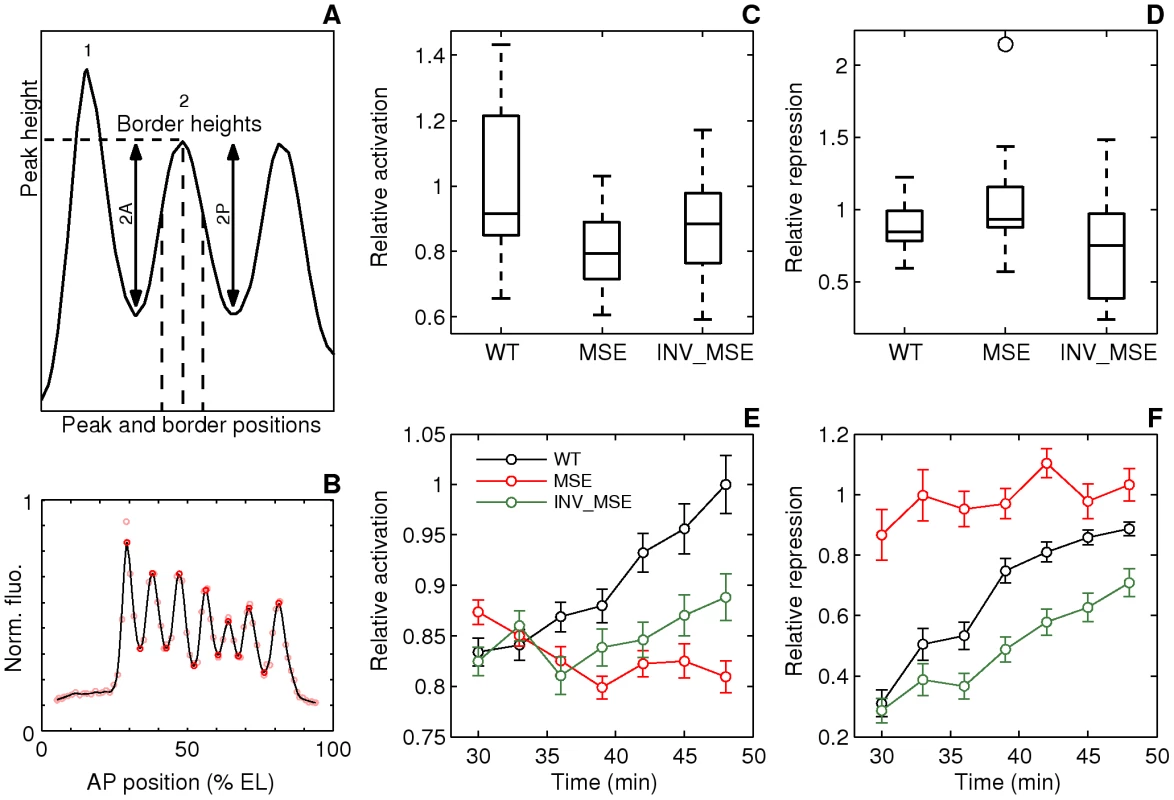 Dynamics of stripe 2 activation and repression.