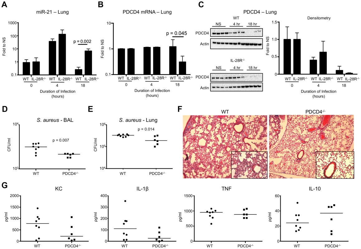 IFNλ regulates PDCD4 in vivo. (A) qRT-PCR analysis of miR-21 in the lungs of WT and IL-28R<sup>−/−</sup> mice following infection with USA300, µ ± SD.