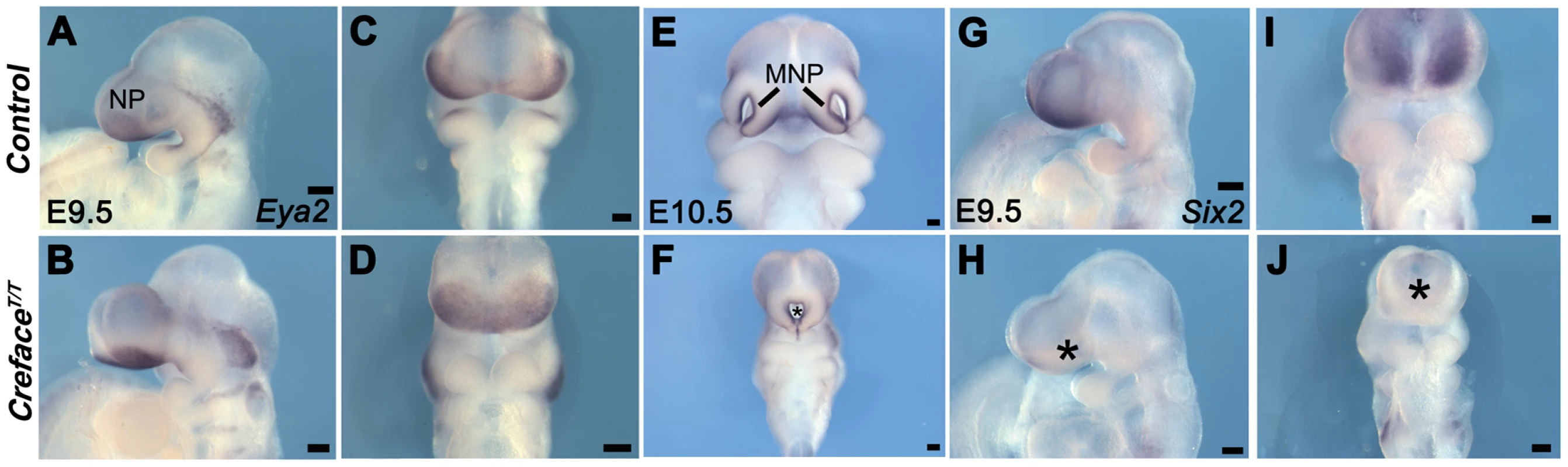 <i>Creface<sup>T/T</sup></i> embryos exhibit frontonasal placode patterning defects.