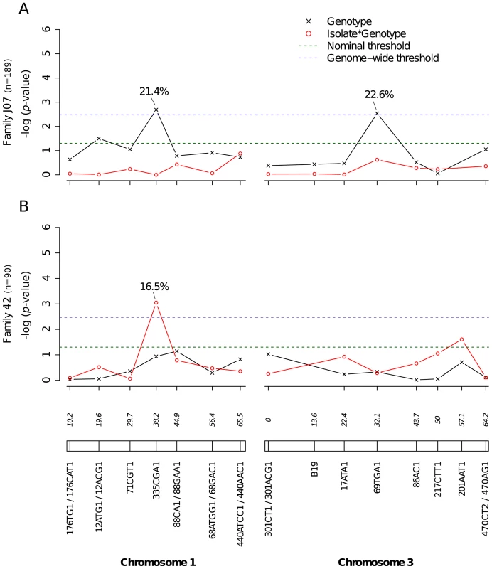 Genetic survey of <i>Ae. aegypti</i> loci associated with viral dissemination.