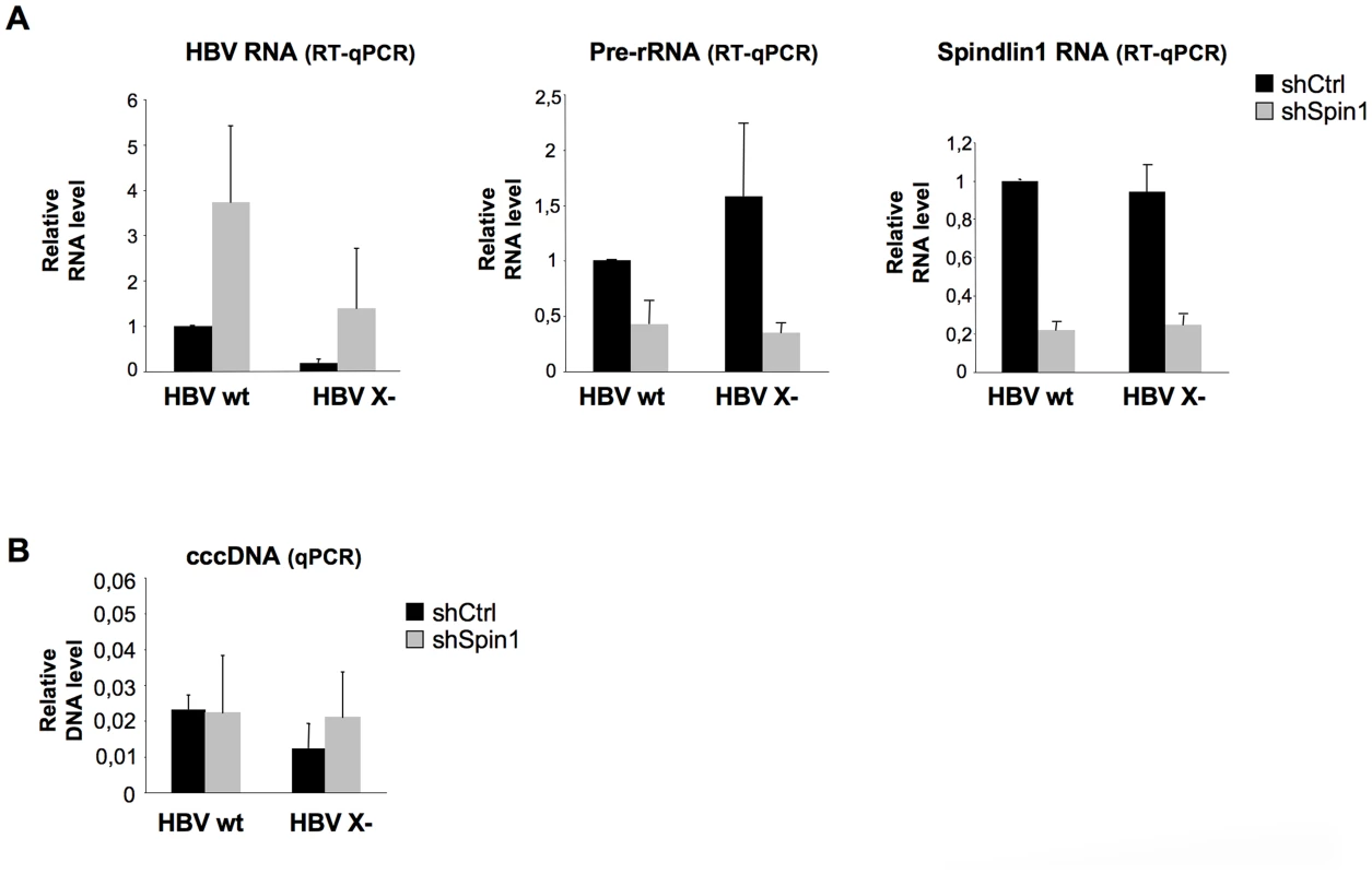 Endogenous Spindlin1 represses HBV transcription in the setting of infection.