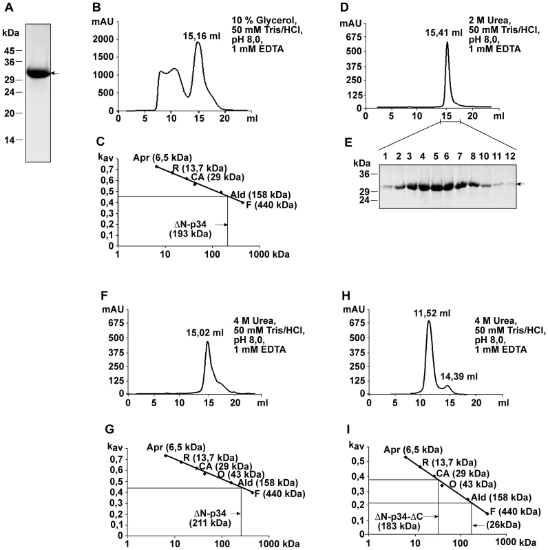 Analysis of p34 oligomers by size exclusion chromatography.