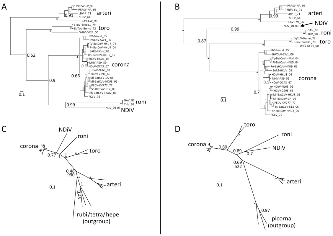 Phylogeny of nidoviruses.