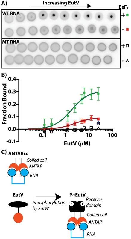Phosphorylation of EutV correlates with improved RNA-binding affinity.