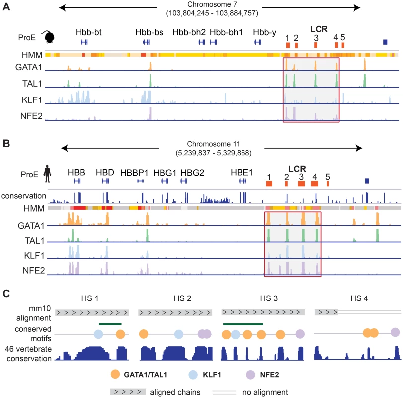 Conservation of the epigenome at the locus control region.