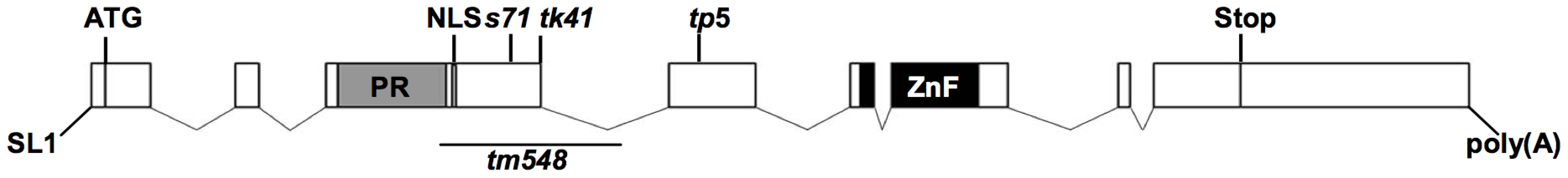 Gene structure of <i>blmp-1</i>.