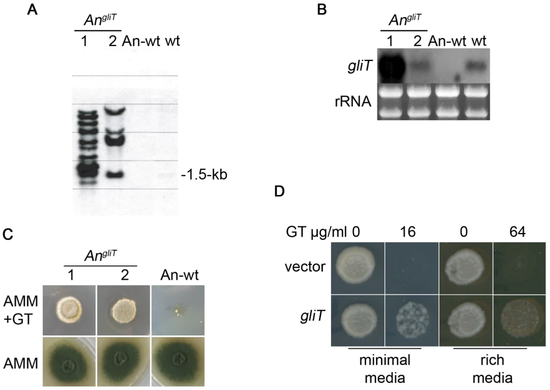 Transformation of <i>A. nidulans</i> and <i>S. cerevisiae</i> with <i>gliT</i> facilitates resistance to exogenous gliotoxin.
