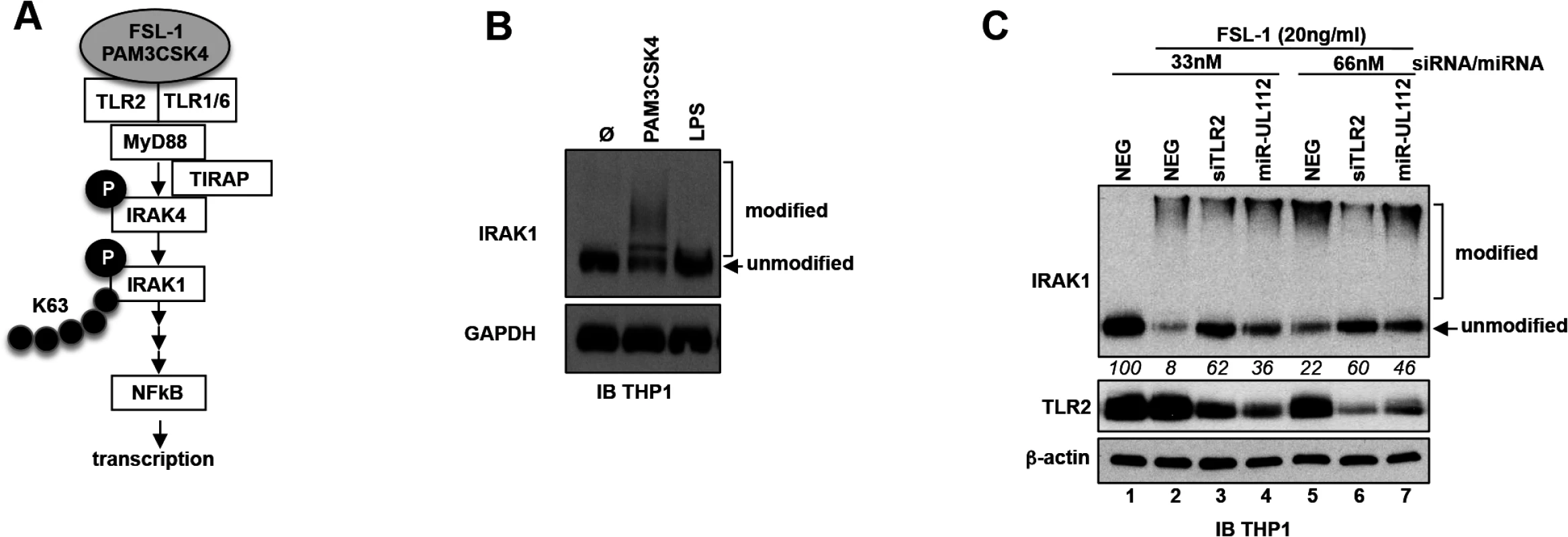 miR-UL112-3p inhibits TLR2-dependent activation of IRAK1.