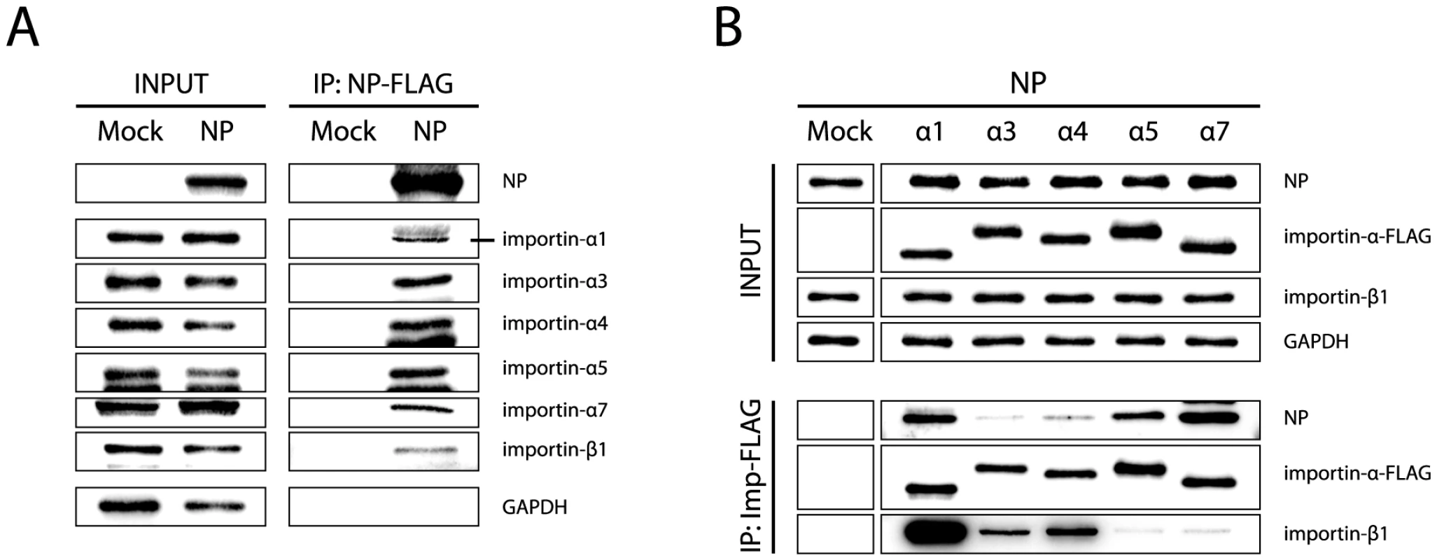 NP binding affinity to individual importin-α isoforms.