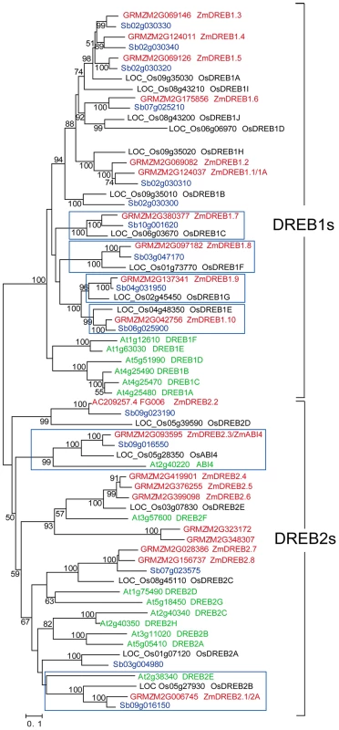 Phylogenetic tree of canonical <i>DREB1</i> and <i>DREB2</i> genes in maize, rice, sorghum and <i>Arabidopsis</i>.