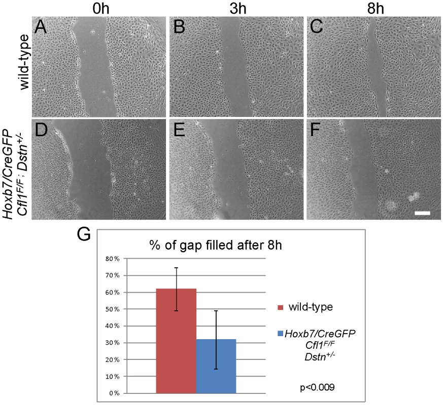 Primary UB epithelial cells lacking <i>Cfl1</i> but maintaining one wild-type <i>Dstn</i> allele (<i>Hoxb7/CreGFP; Cfl1<sup>F/F</sup>; Dstn+/−</i>) show a migration delay <i>in vitro</i>.