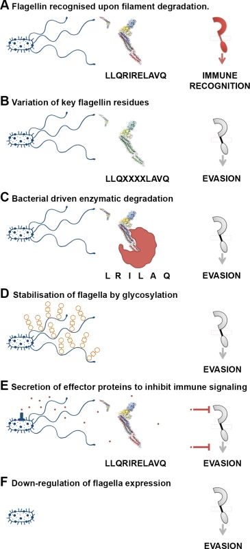 A variety of mechanisms employed to “dodge” the flagellin innate immune response.