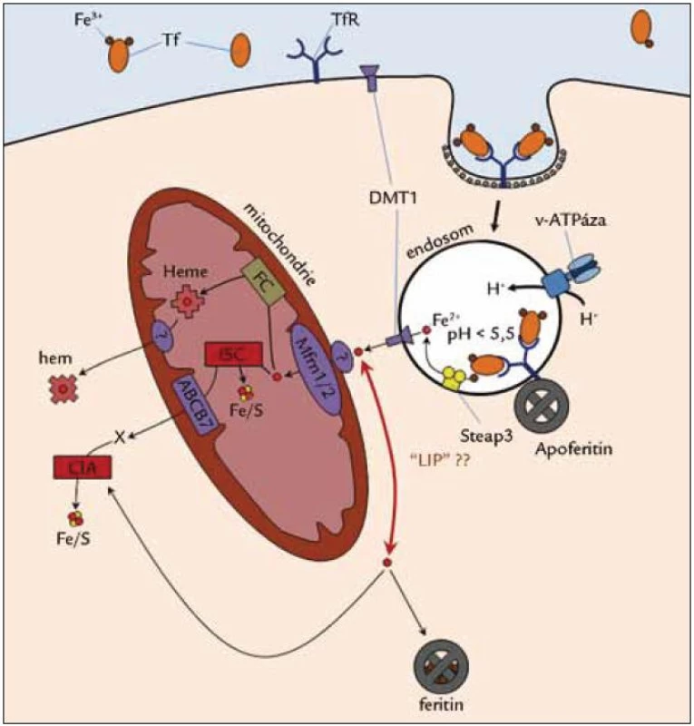 Endocytóza transferinu a nitrobuněčný transport železa.
Diferický transferin je po navázání na transferinový receptor (TfR) endocytován ve vezikulu obaleném klatrinem. V endozomu se po okyselení vakuolární ATPázou ionty železa z transferinu uvolní, jsou redukovány reduktázou (Steap 3) a transportovány kanálem pro Fe2+ (DMT1). Pohyb endozomů podél cytoskeletálních vláken myosinu řídí proteiny Sec15 a MRCKα (není zakresleno). Další osud železa není jasný, pravděpodobně vstupuje do mitochondrií přes transportér mitoferin (Mfrn) za účasti dalších dosud neidentifikovaných proteinů přímým kontaktem endozomu s mitochondrií. Předpokládá se také přenos do cytozolických metaloproteinů (např. feritin) jejich přímým kontaktem s cytozolickou stranou membrány endozomu [49]. Podle jiných představ se železo v cytozolu naváže na nízkomolekulární ligand (např. ATP, citrát, NADPH) a stane se součástí tzv. labilní hotovosti železa (LIP).
Do mitochondrií vstupuje železo pravděpodobně kanálem pro Fe2+ (mitoferin 1 a 2 (Mfrn 1/2)) a je využito ferochelatázou (FC) (ta je pravděpodobně součástí translokačního proteinového superkomplexu v místě kontaktu mitochondrií s endozomy). Železo v mitochondriích také může být využito multiproteinovými komplexem ISC (iron-sulphur cluster assembly complex) pro syntézu mitochondriálních Fe/S proteinů. Fe/S proteiny jsou sestavovány také v cytozolu (CIA – cytoplasmic iron-sulfur assembly), kam mohou být Fe/S skupiny dopraveny z mitochondrií (ABCB7 transportér) a v buněčném jádře.
Detaily transportu hemu z mitochondrií nejsou dosud objasněny. Obrázek převzat se svolením [1].