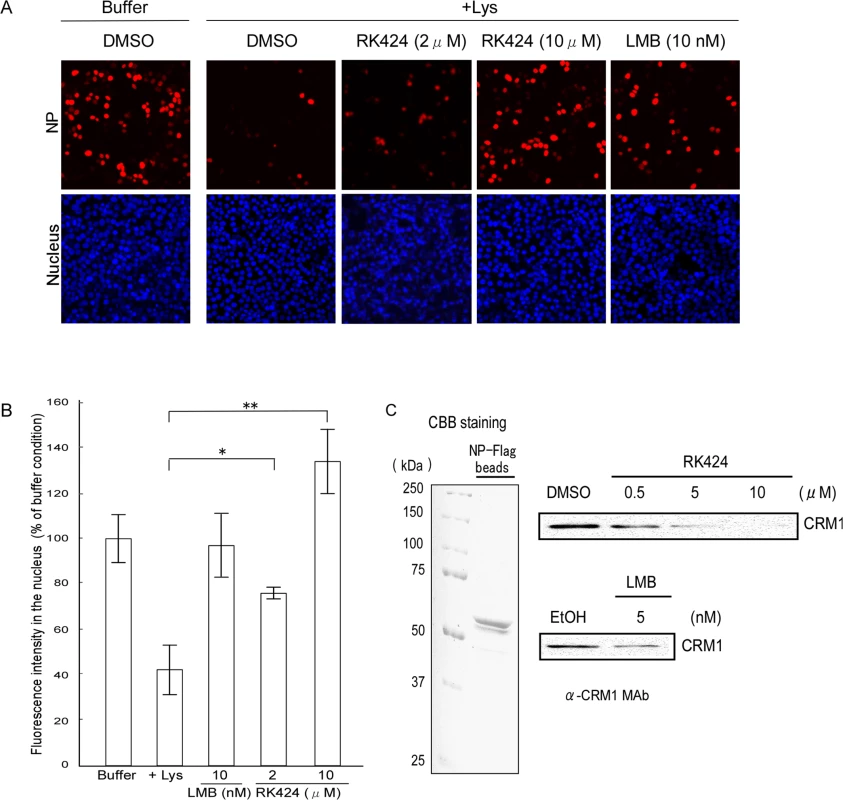 Effect of RK424 on nuclear export of NP and the binding of NP to CRM1.