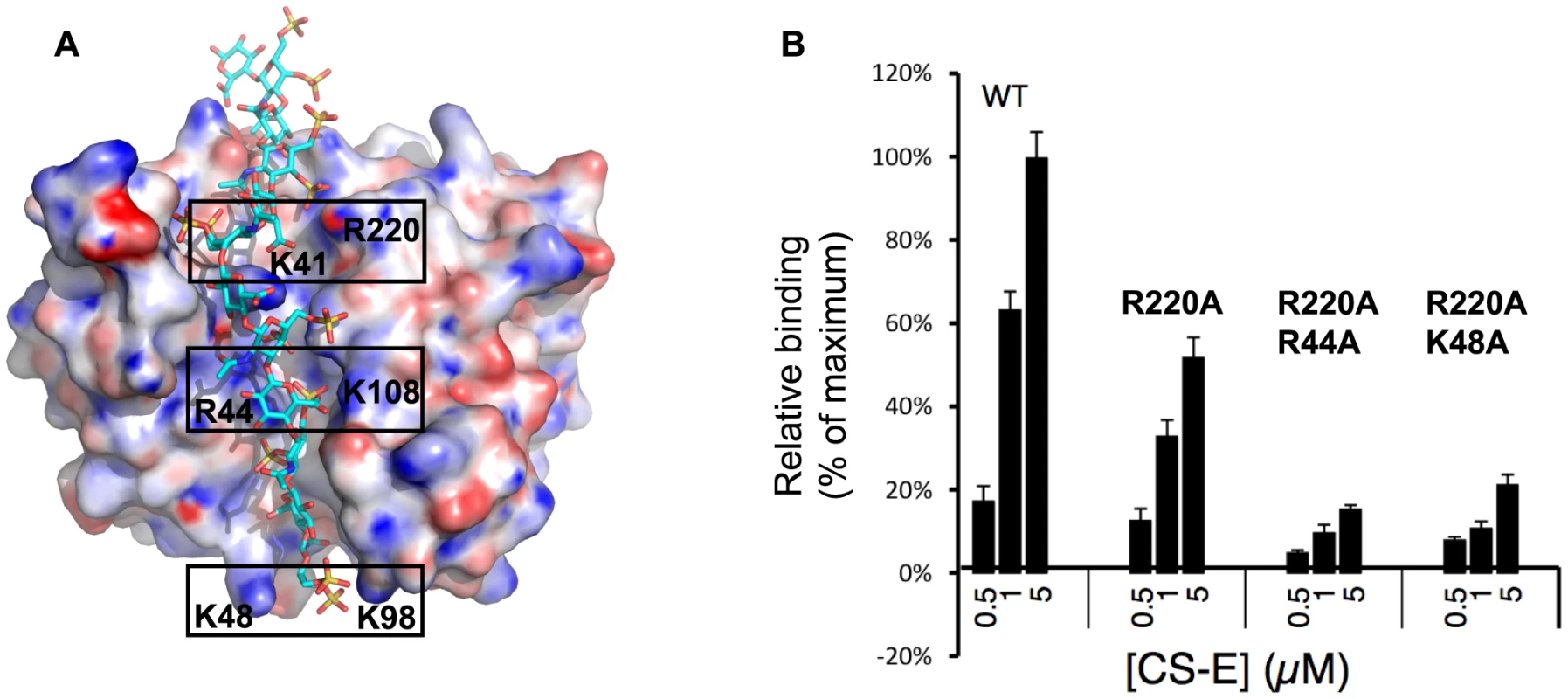 Mapping of the CS-E binding site on vaccinia D8 ectodomain.