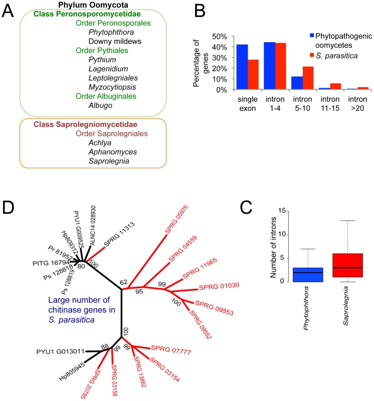Taxonomy and ancestral genomic features in <i>S. parasitica</i>.