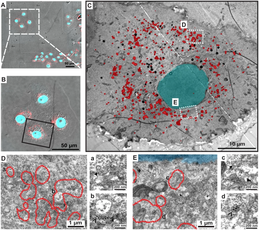 Correlative light-electron microscopy analysis identifies NS1 at sites of viral RNA replication and assembled virus particles.