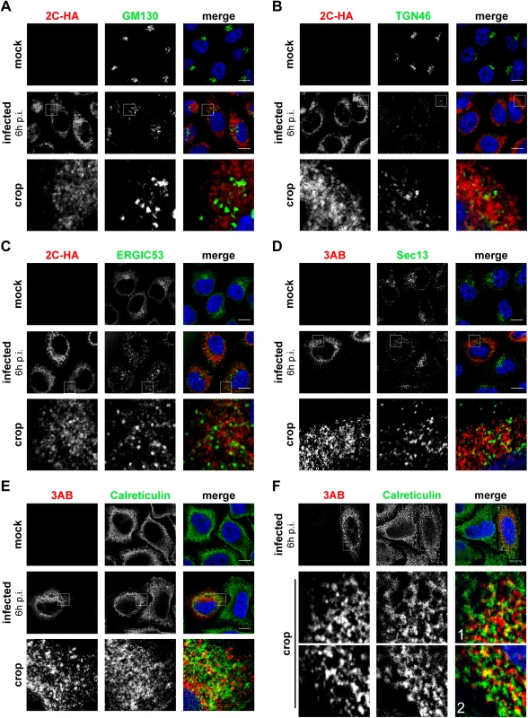 Localization of early secretory membranes in EMCV-infected cells.