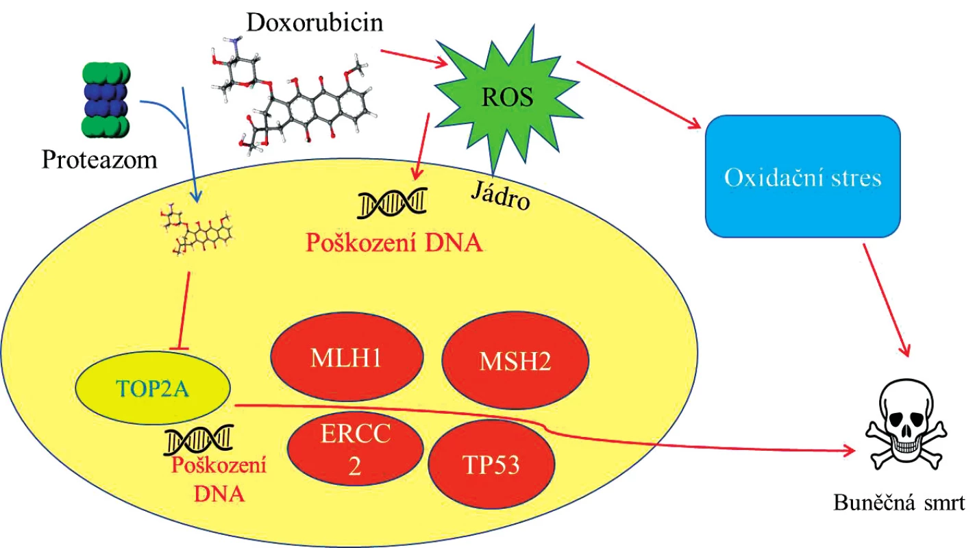 Schéma působení doxorubicinu (DOXO) uvnitř nádorové buňky. DOXO v jádru buňky blokuje topoizomerázu (TOP2A) a způsobuje tak poškození DNA a vede k aktivaci řady genů &lt;i&gt;(MLH1, MSH2, ERCC2, TP53)&lt;/i&gt; směřující buňku k buněčné smrti. Kyslíkové radikály (ROS, generované DOXO) působí poškození DNA v jádře a zároveň vede buňku k oxidačnímu stresu a následně spouští procesy apotózy.