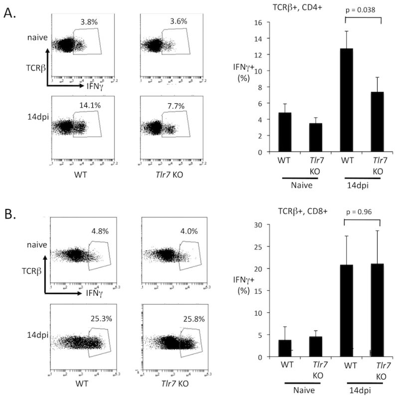 TLR7 is required for IFNγ expression in CD4 T cells.
