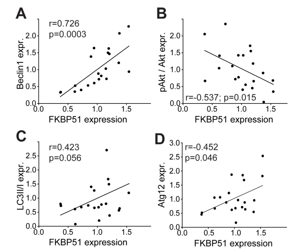 Correlation of FKBP51 with autophagy pathway components in human PBMCs.