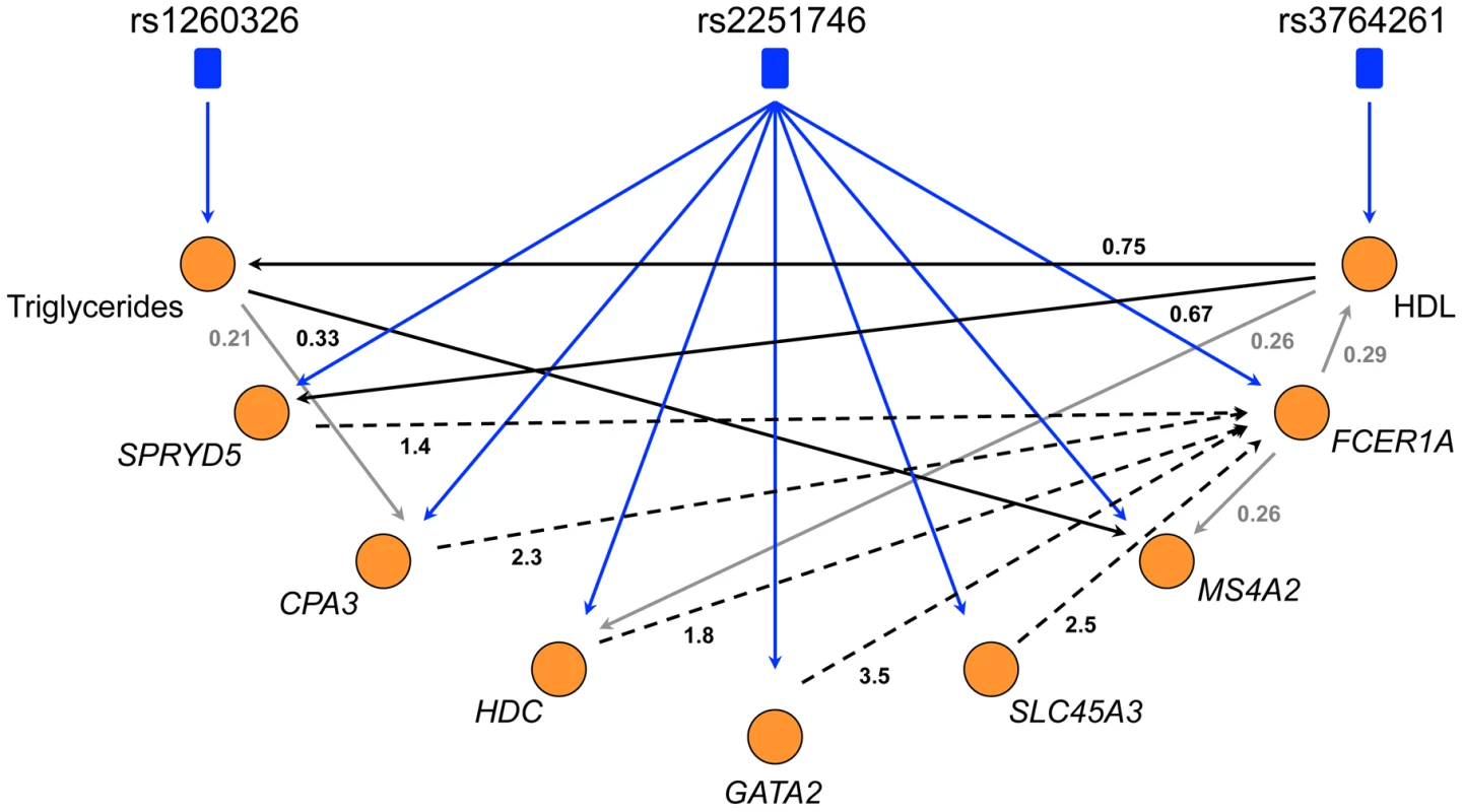 The directed network of core LL module, HDL, and triglycerides.
