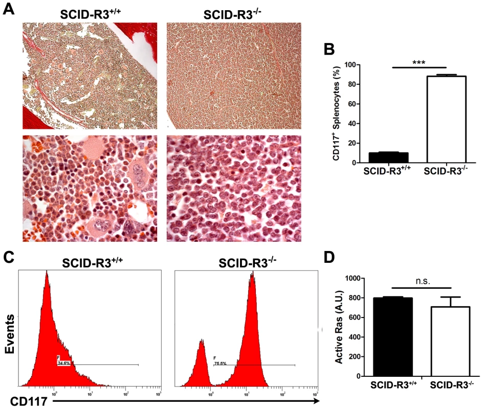SCID-Rasa3<sup>−/−</sup> mice develop a CD117<sup>+</sup> CD38<sup>+</sup> Sca-1<sup>+</sup> cell preleukemia. A.