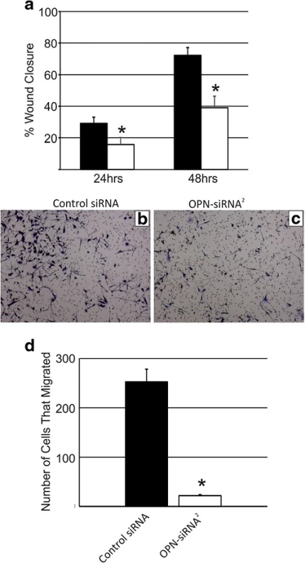 Quantification of (a) RJ348 cell migration following treatment with a GC control siRNA or OPN-siRNA&lt;sup&gt;2&lt;/sup&gt; as determined by a scratch wound assay 24 or 48 h after scratch induction. Representative images of RJ348 cells that migrated to the opposite side of a transwell assay following treatment with (b) GC control siRNA or (c) OPN-siRNA&lt;sup&gt;2&lt;/sup&gt;. The bars represent mean ± SEM. A paired T-test was used to determine statistical significance, *&lt;i&gt;p&lt;/i&gt;˂0.05, n = 3. (d) Quantification of the number of cells that migrated in the transwell assay after treatment with a GC control siRNA or OPN-siRNA&lt;sup&gt;2&lt;/sup&gt;. The bars represent mean ± SEM. A paired t-test was used to determine statistical significance, *&lt;i&gt;p&lt;/i&gt;˂0.05, n ≥ 3