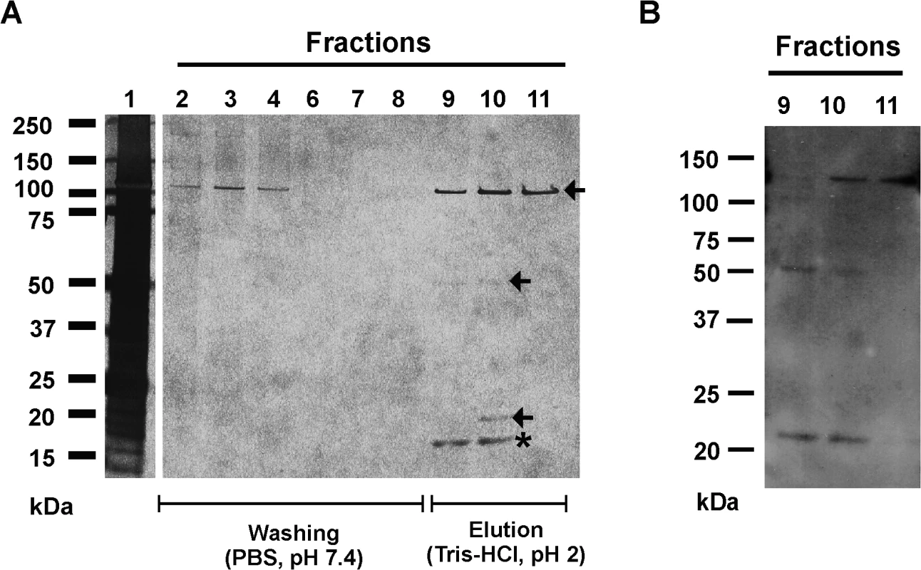 Affinity purification of Aap domain-B interaction partners from crude biofilm matrix preparations.