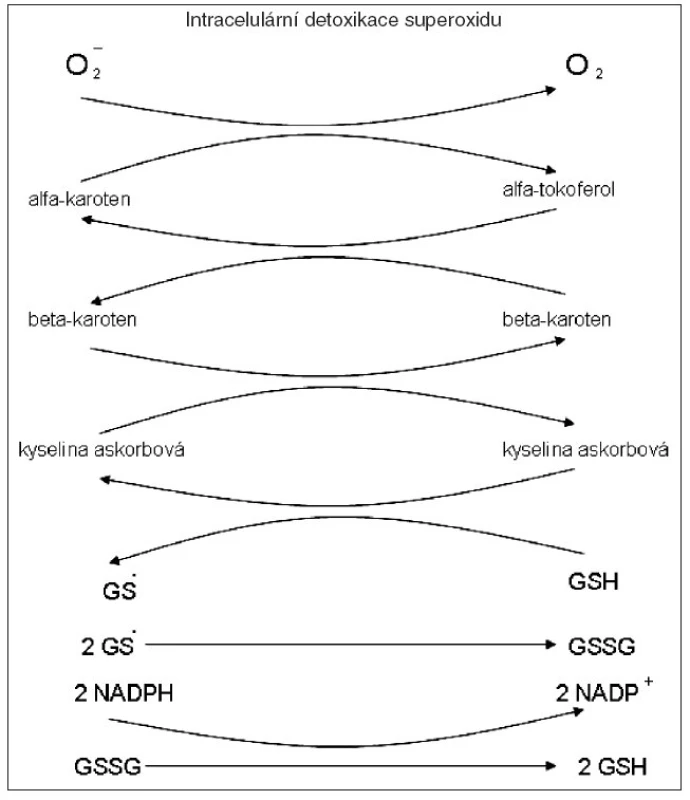 GS – glixylový radikál
GSSG – oxidovaný glutation
NADPH – redukový  NADP
NADP – nikotinamidadenindinukleotid fosfát glutation reduktáza
