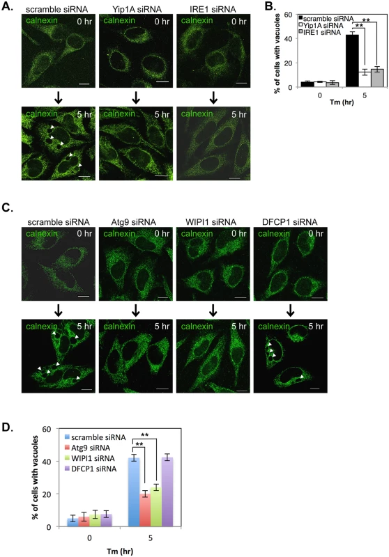 Yip1A is involved in the formation of large vacuoles through the activation of IRE1, and Atg9 and WIPI1, but not DFCP1, are required for this process.