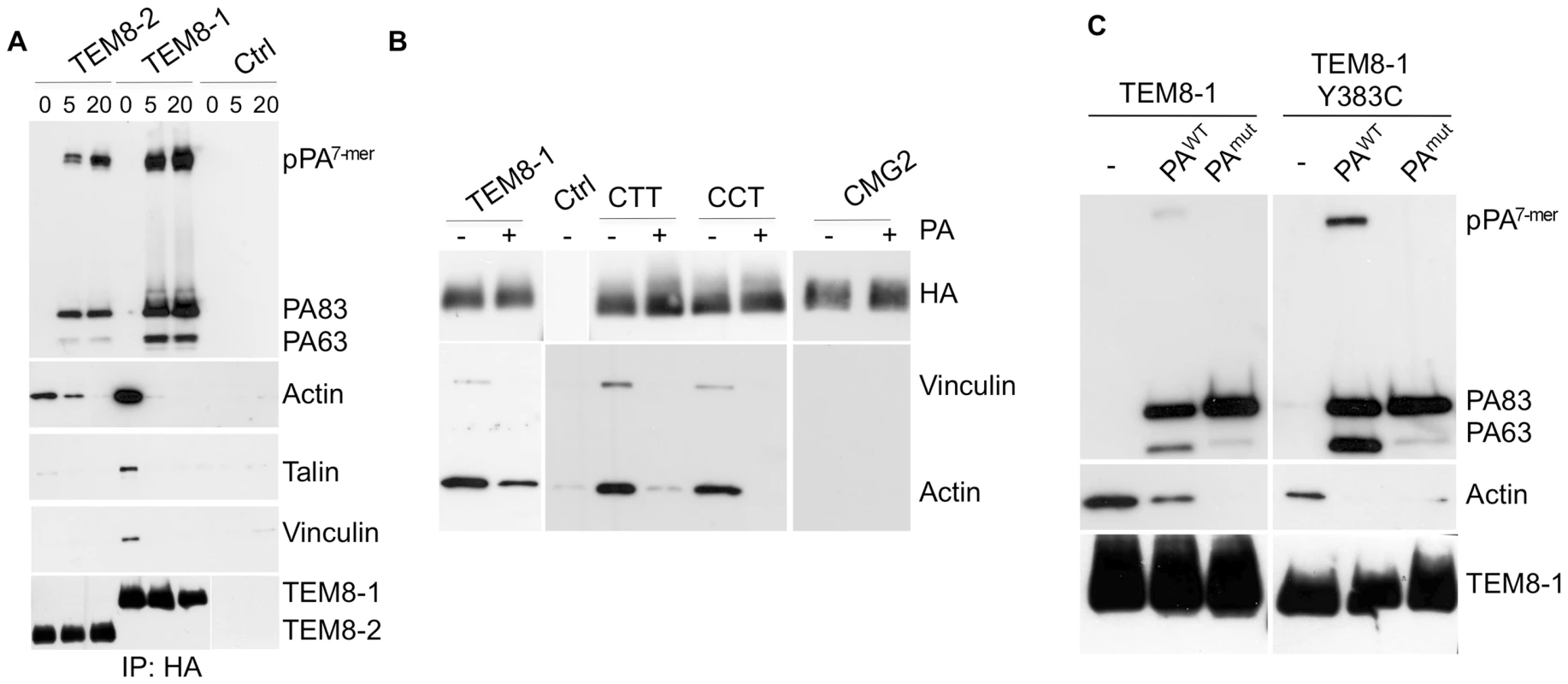 Binding of PA leads to the release of the actin-interacting complex form the cytosolic tail of TEM8.