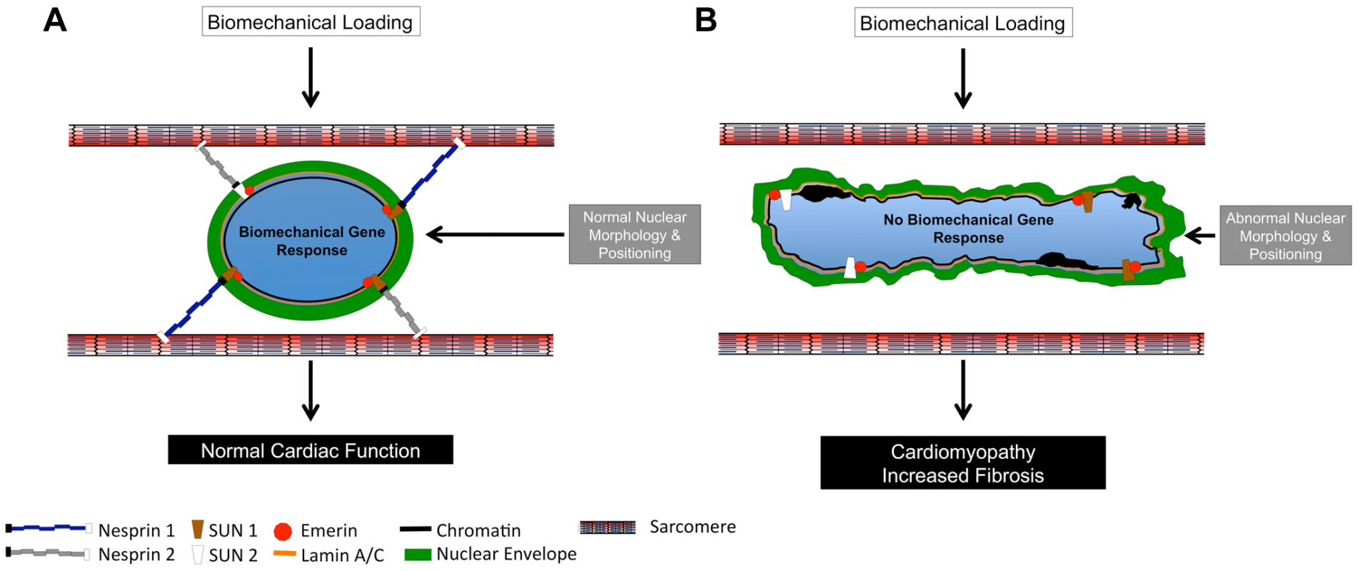 Model of Nesprin 1 and/or 2 loss in cardiomyocytes.