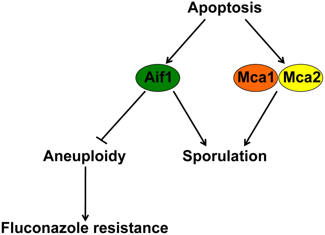 Mechanisms controlling ALCD, mating, and aneuploidy.