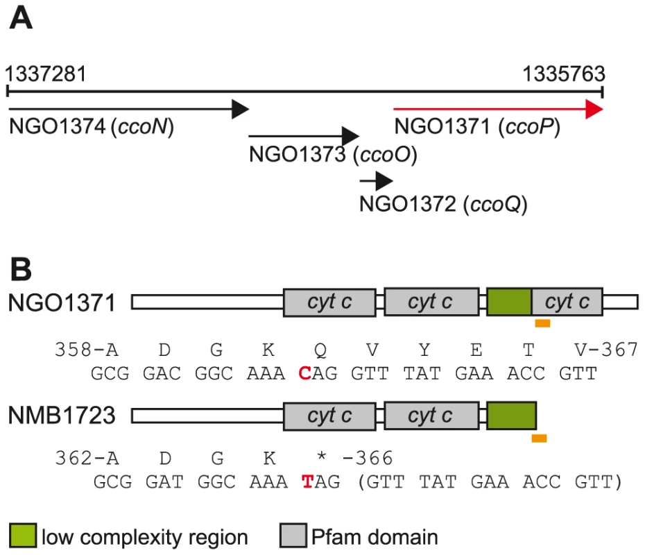 Organization of the neisserial <i>ccoNOQP</i> locus and domain architectures of <i>c</i>-type multiheme CcoPs.