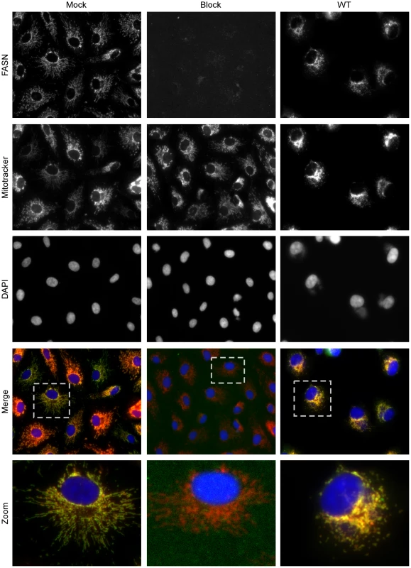 Immunofluorescence analysis of FASN localization in mock and virally infected cells.
