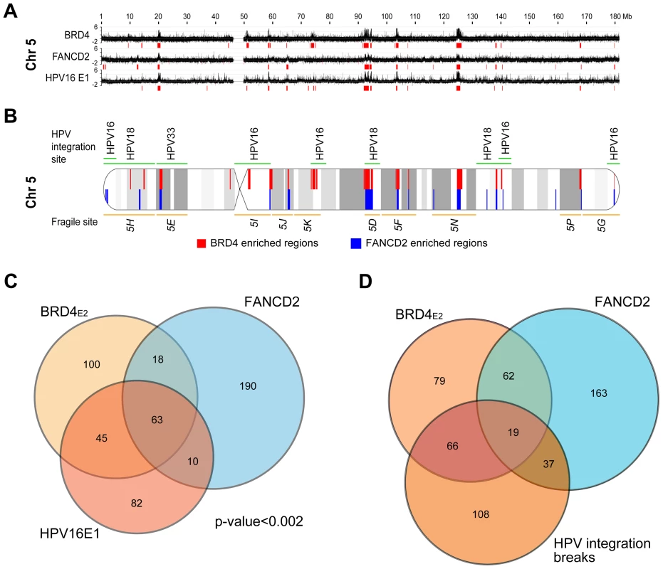 HPV16 E1/E2 binding sites are closely associated with PEB-BLOCs and common fragile sites.