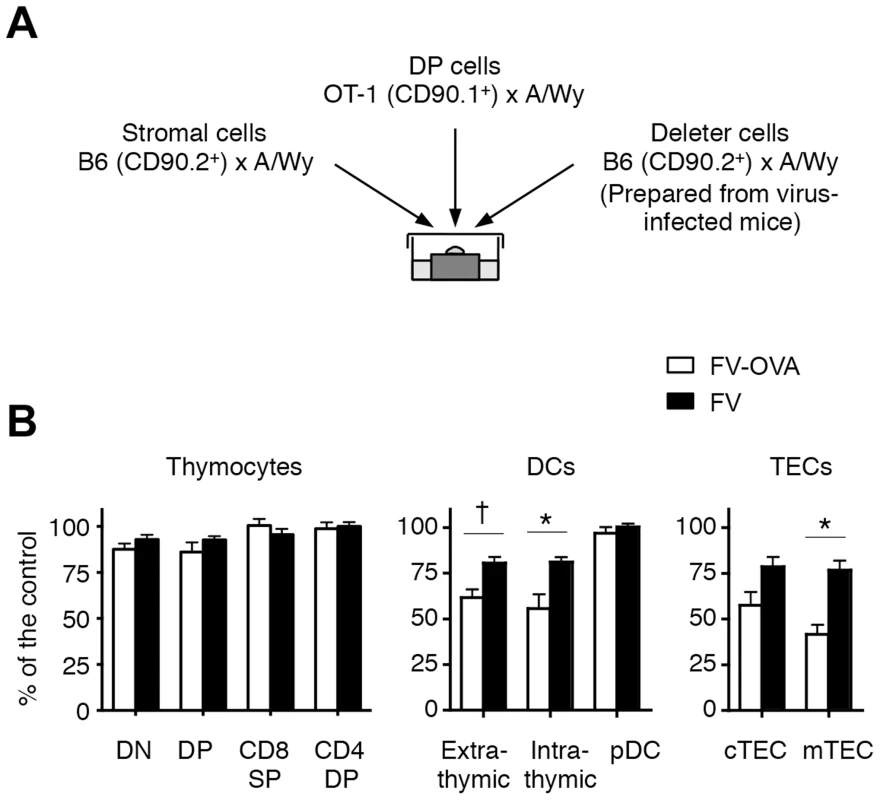 Thymic DCs and TECs are the major deleters of FV-specific thymocytes.