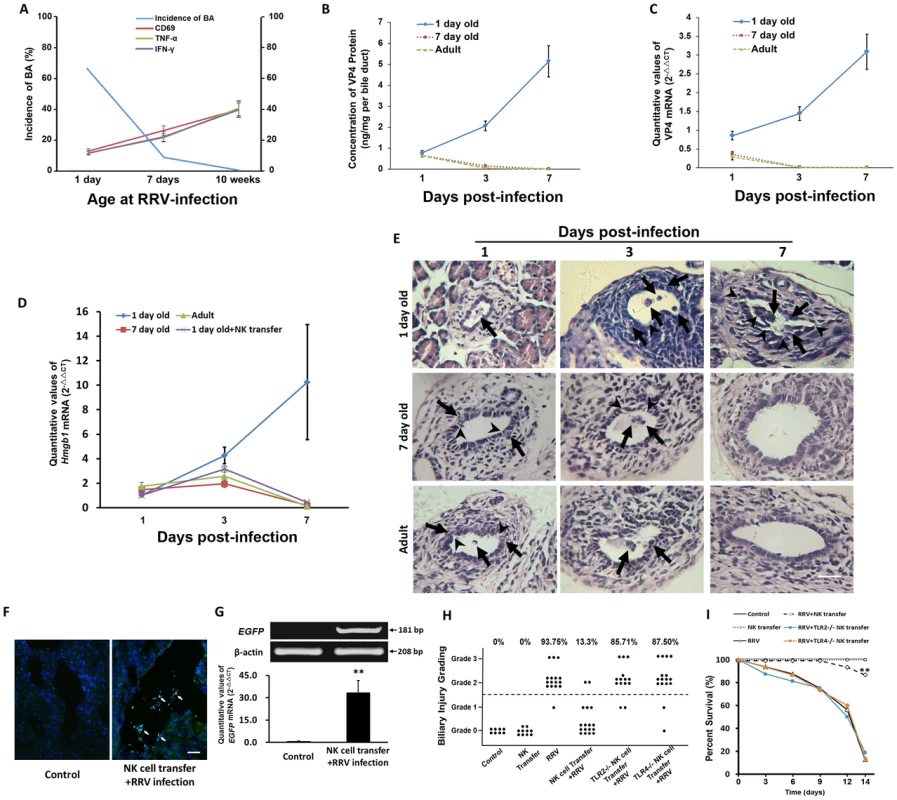 Adoptive transfer of mature NK cells decreases the incidence of BA and improves survival, and the level of VP4 in cholangiocytes and the incidence of BA are decreased as the age of mice increases.
