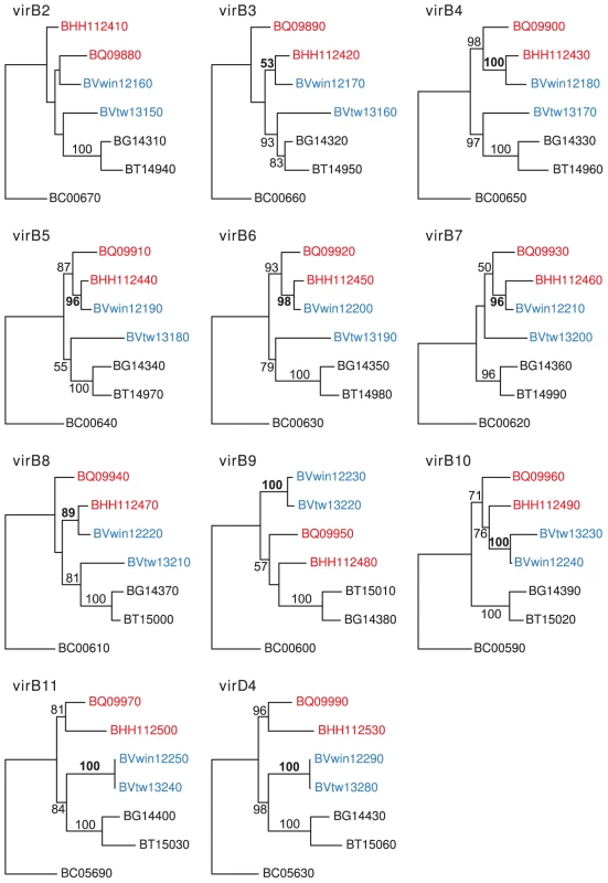 Horizontal gene transfer of the VirB genes across the host species barrier.
